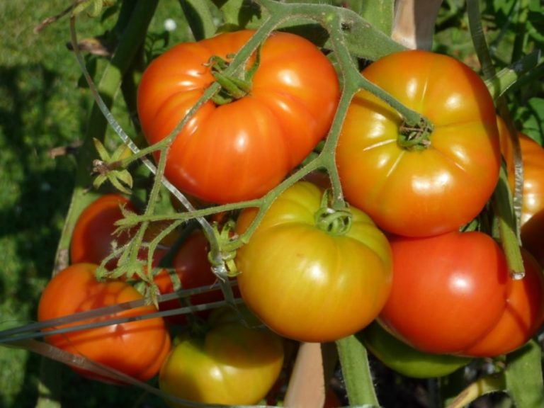 Comment bien faire pousser ses tomates ?