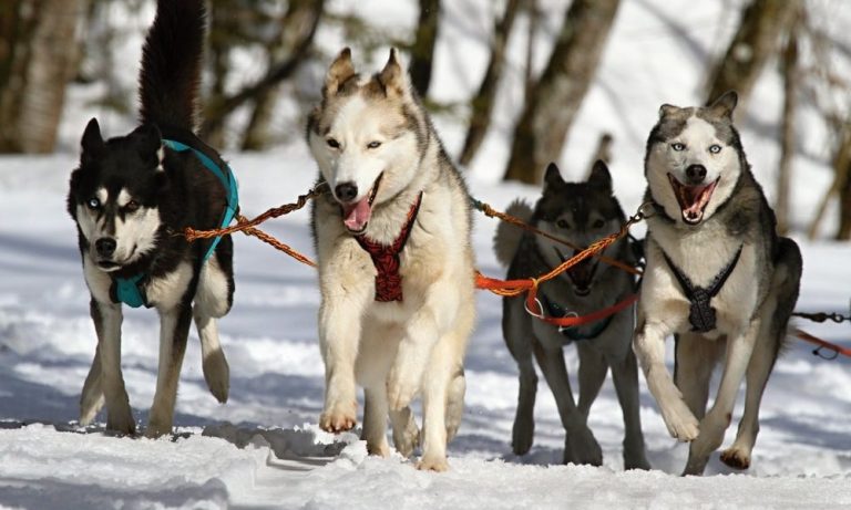 Les races de chiens idéales pour les familles avec enfants