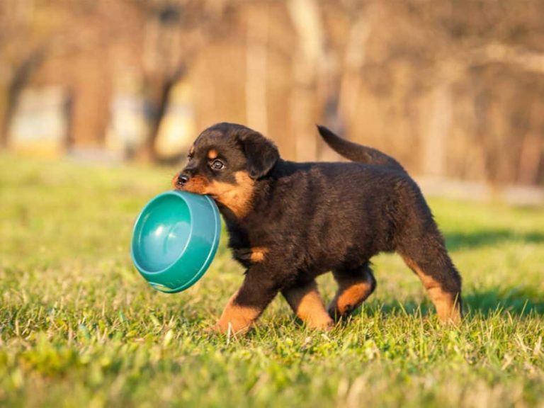 Les secrets pour éduquer un chiot avec succès