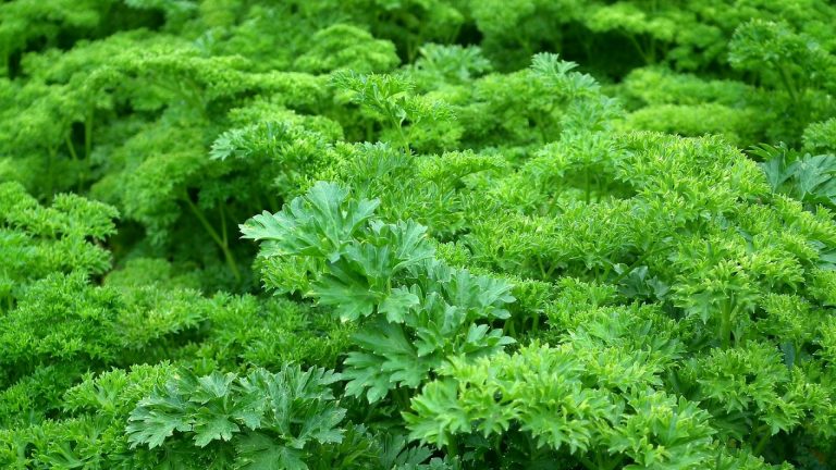 Le potager d’intérieur est complètement dans l’air du temps