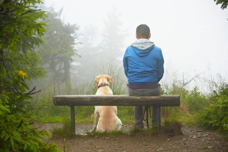 L’importance de la socialisation pour les animaux domestiques