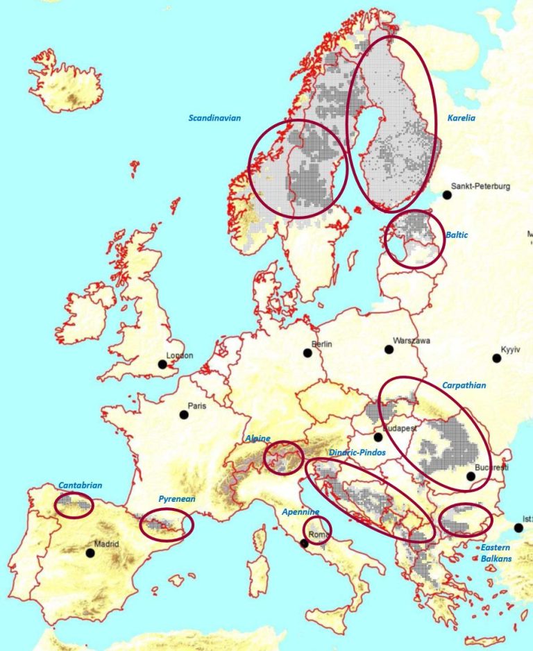 Où voir des ours en Europe ?