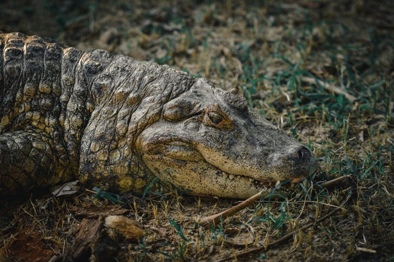 Comment aider votre animal de compagnie à surmonter la peur des feux d’artifice