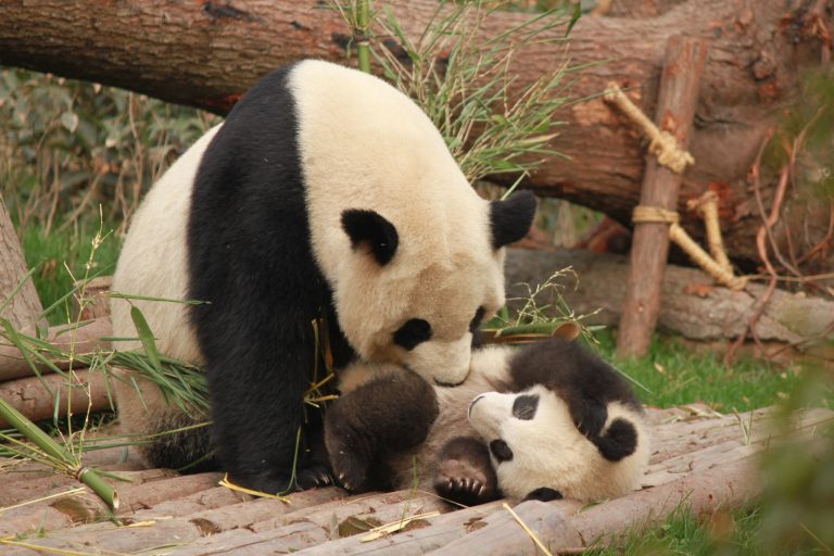 Les pandas: des espèces en danger critique d’extinction