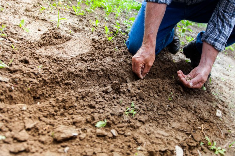 L’aménagement d’un jardin potager : conseils et astuces