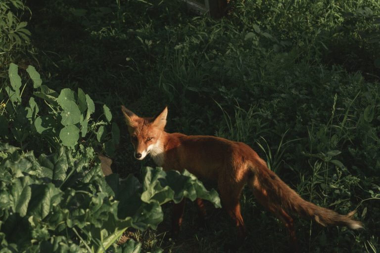 Les aliments à éviter absolument pour la santé de votre animal