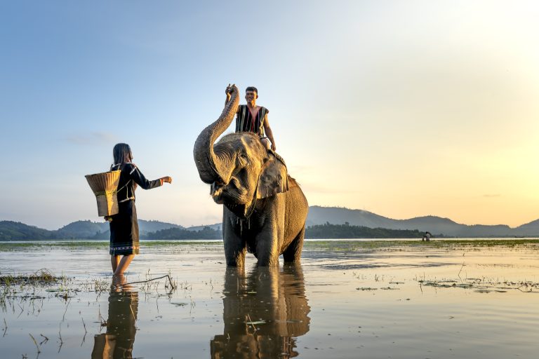 Peut-on faire une balade à dos d’éléphant en Inde ?