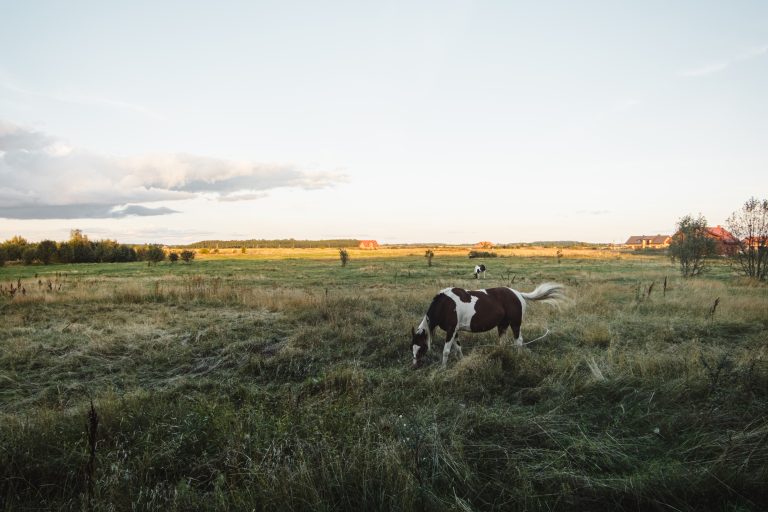 Comment prendre soin de votre animal de compagnie pendant les mois d’été chauds