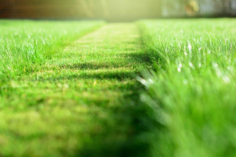 Lawn mowing – 6 tips on how to mow your lawn properly