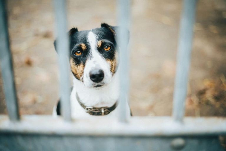 Comprendre et interpréter le langage corporel de votre animal